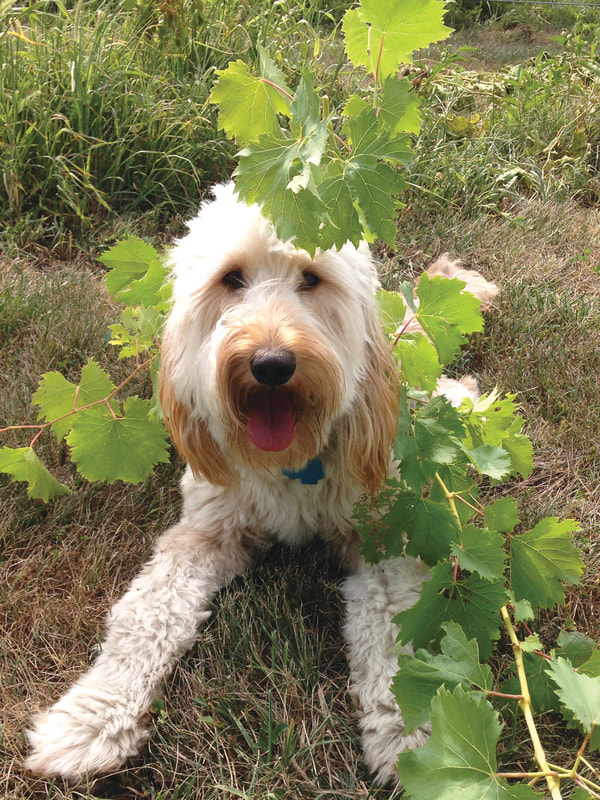 Kai sitting in the vineyard