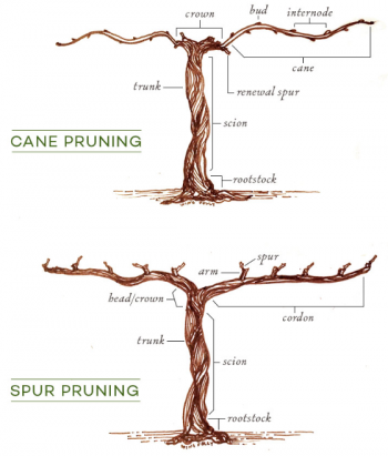 different type of pruning