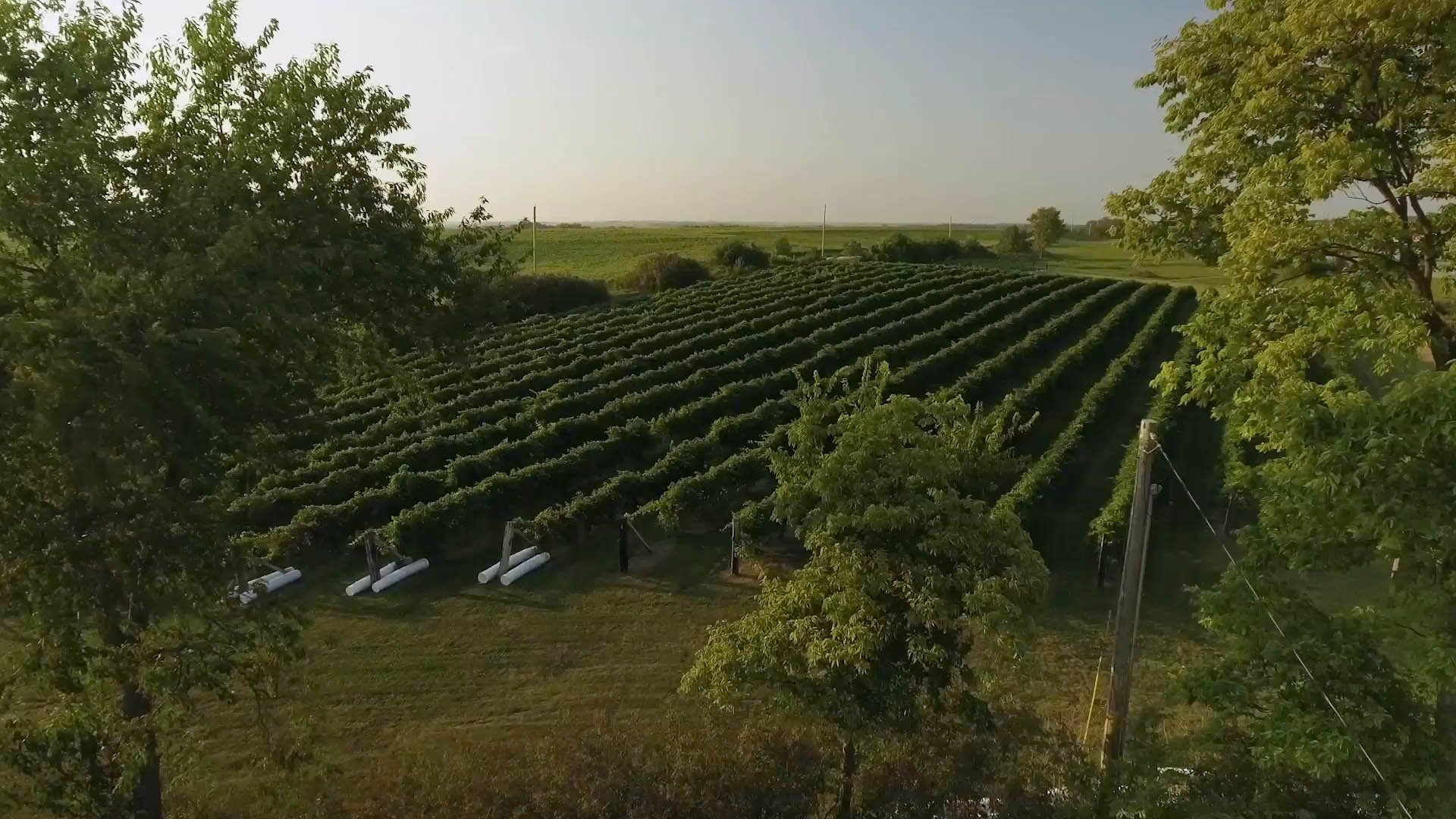 overview of the vineyard
