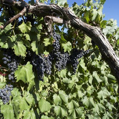 Norton is Missouri’s official state grape