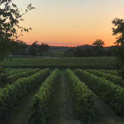 Crown Valley Vineyard