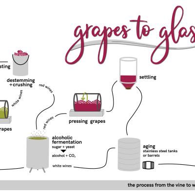 Grapes to Glass