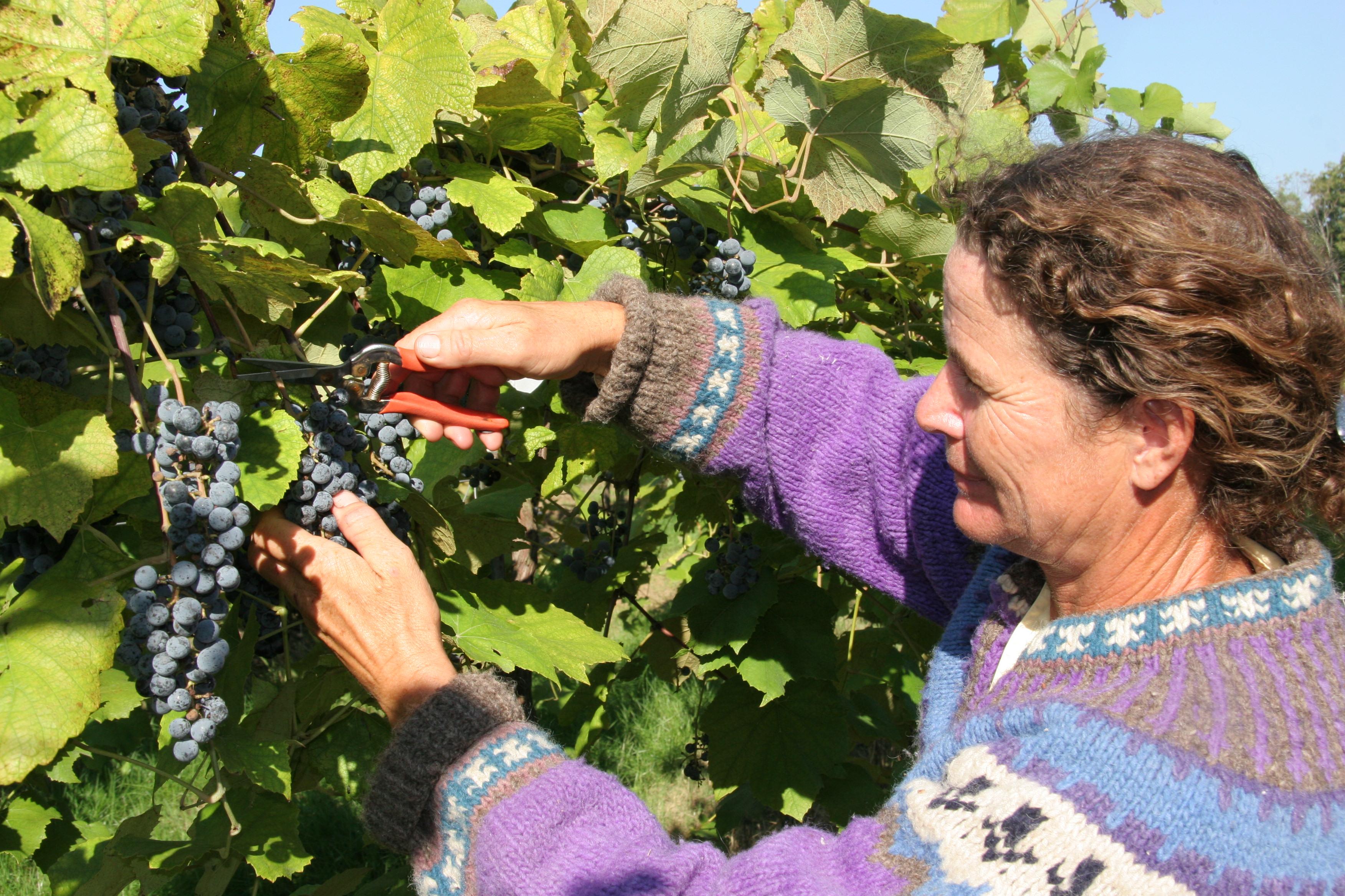 Hand Harvest