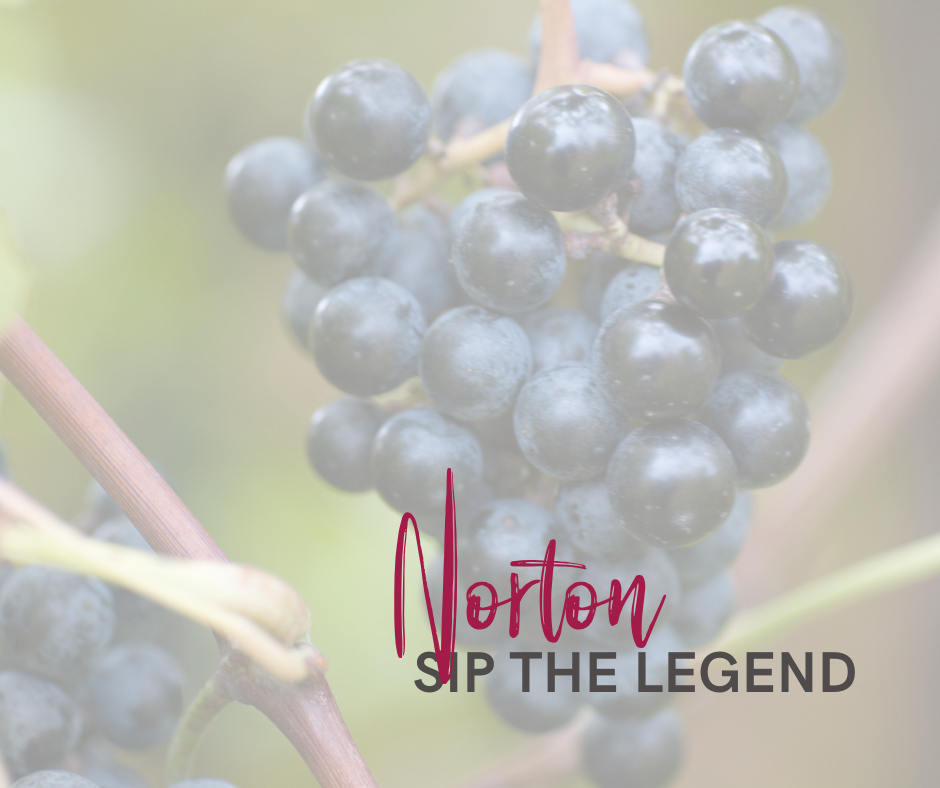 Red Norton grapes hanging from the vine with text layered over the top that reads Norton Sip The Legend