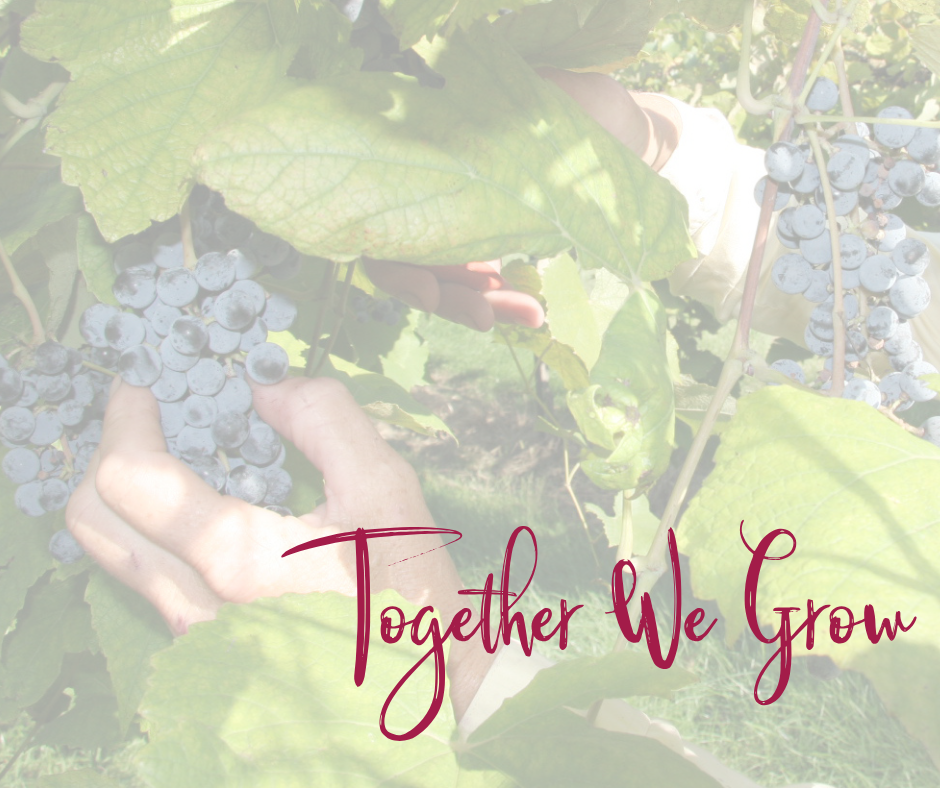 hands picking grapes off a vine with text over the top of the photo that reads Together We Grow. 