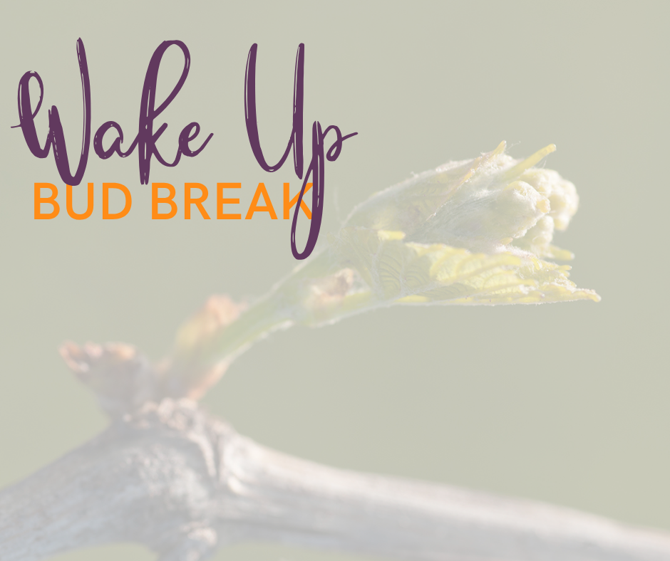 Bud break starting to happen in the vineyard with the words wake up, bud break over the top of the image. 