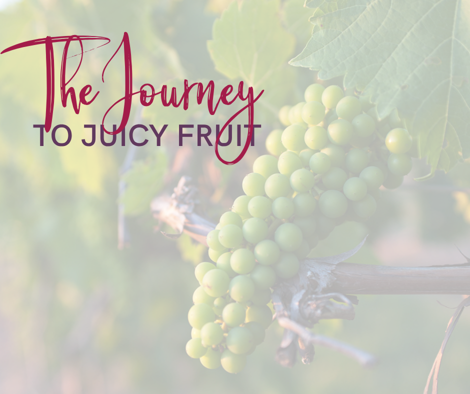 Grapes on a vine going through fruit set.